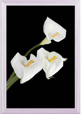 Artzfolio White Calla Lilies On A Dark Background Canvas Painting White Frame 12x17.5inch Canvas 17.5 inch x 12 inch Painting(With Frame)
