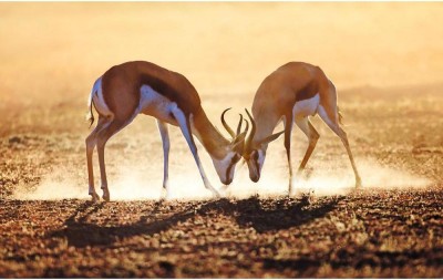 Pitaara Box 80.01 cm Springbok Dual in Kalahari Desert, South Africa Unframed Glossy PVC Vinyl Wall Sticker Decal Self Adhesive Sticker(Pack of 1)