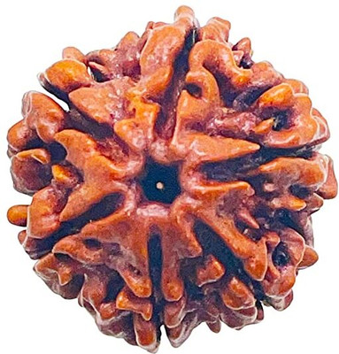 Yaari Bazaar Shiv 6 Mukhi Rudraksha Original- Size 16-22mm, Color-Brown Wood Pendant