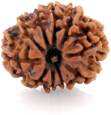 house of common 10 Mukhi Rudraksha Beads Original Ten Faces Rudraksha Astrological Purpose Beads Stone