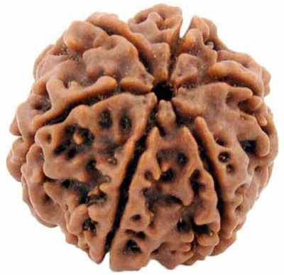 Shivtantra 6 mukhi Rudraksha certified | Nepal Wood Pendant