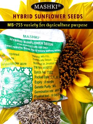 MASHKI Hybrid Sunflower Seeds for Farming, Surajmukhi ke beej, 2Kg Bag, suitable for Home Gardening and Farming Seed