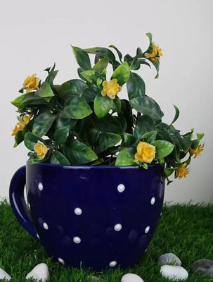 Nayi Umang Plant Container Set(Ceramic)