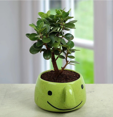 Nayi Umang SMILEY CUP SHAPE CERAMIC POT Plant Container Set(Ceramic)
