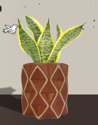 Gupta Ceramic Reddish Brown Diamond Pot Size 4x5 inch GH0012-03 Plant Container Set(Ceramic)