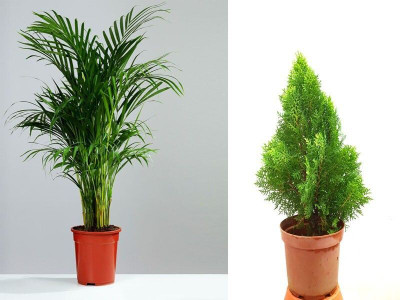 Bakuchi Areca Plam(Hybrid, Pack of 1)