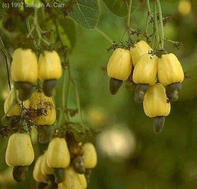 Baishnab Cashew Apple Plant(Hybrid, Pack of 1)