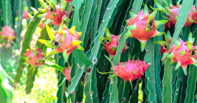 LeafLinkPlants Dragon Tree(Hybrid, Pack of 1)