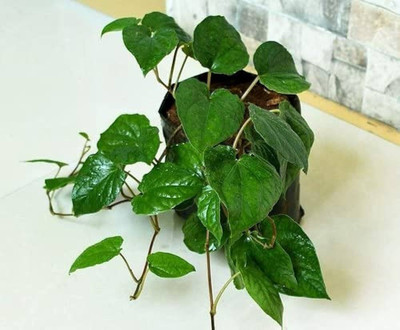 Bakuchi Betel Leaf Plant(Hybrid, Pack of 1)