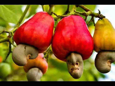 Baishnab Cashew Apple Plant(Hybrid, Pack of 1)