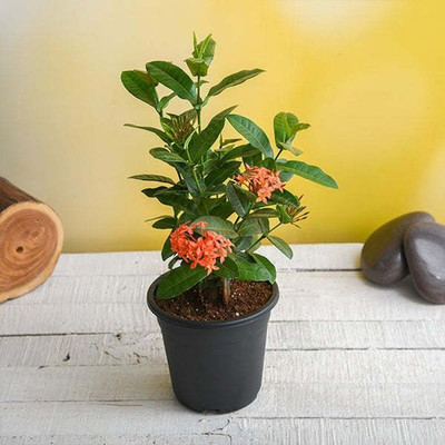Bakuchi Ixora Mini Red Flowering Plant(Hybrid, Pack of 1)