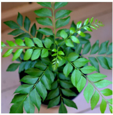 Khushi Prova Curry Leaf Plant(Pack of 1)