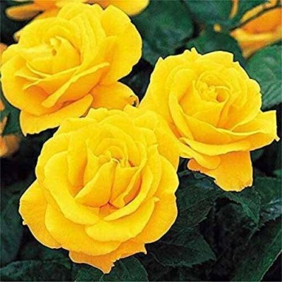 BALA PLANT CREATION Rose Plant(Hybrid, Pack of 1)