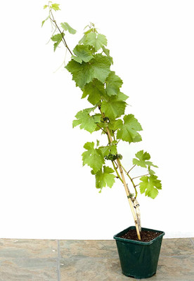Cloud Farm Grapes Plant(Hybrid, Pack of 1)