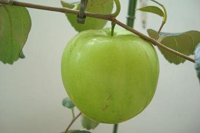 Bakuchi Apple Plant(Hybrid, Pack of 1)
