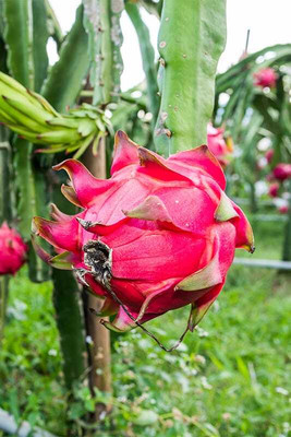 Aziz Gazi Nursery Dragon Tree(Hybrid, Pack of 1)