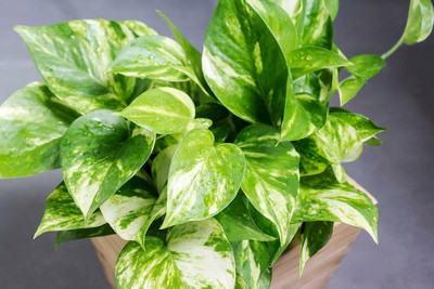 Gardeners Choice Money Plant(Hybrid, Pack of 1)