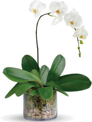 AFARTIOBINA Lily Plant(Hybrid, Pack of 1)
