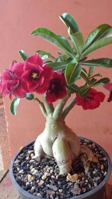 Cloud Farm Adenium Plant(Hybrid, Pack of 1)