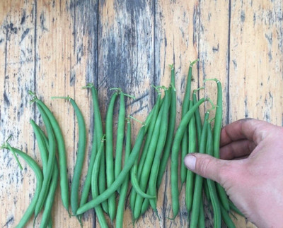 MAMONI TRADERS French beans – Faraday (Organic) Seed(50 per packet)