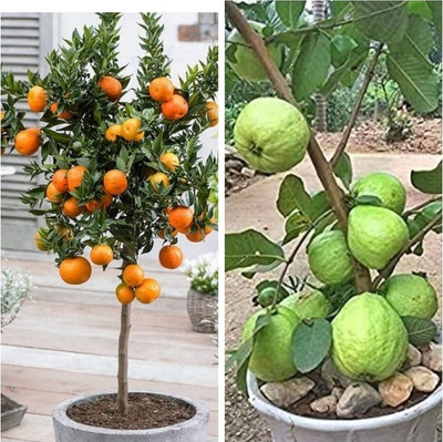FSK Guava Plant(Hybrid, Pack of 2)