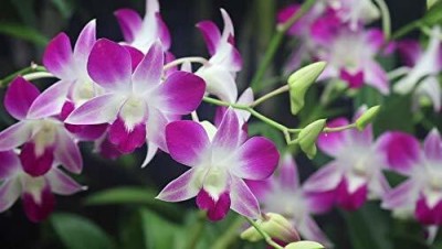 Cloud Farm Orchid Plant(Hybrid, Pack of 1)