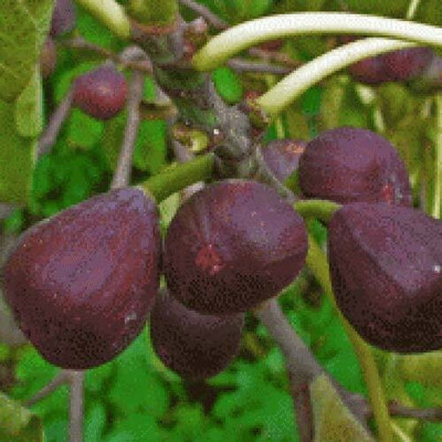 Cloud Farm Ficus Plant(Hybrid, Pack of 1)