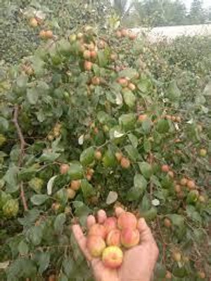 BREEZY BLOOMS Ber Apple Plant(Hybrid, Pack of 1)
