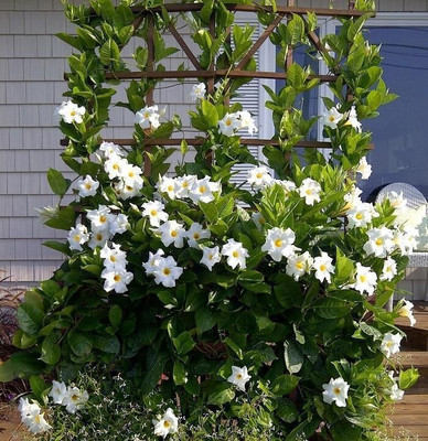 Cloud Farm Mandevilla Plant(Hybrid, Pack of 1)