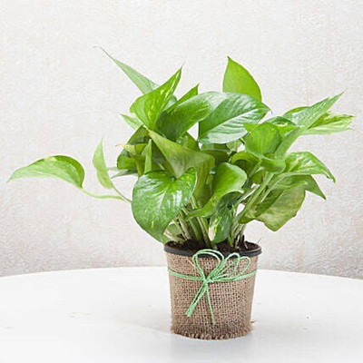 Majumder Enterprise Money Plant(Hybrid, Pack of 1)