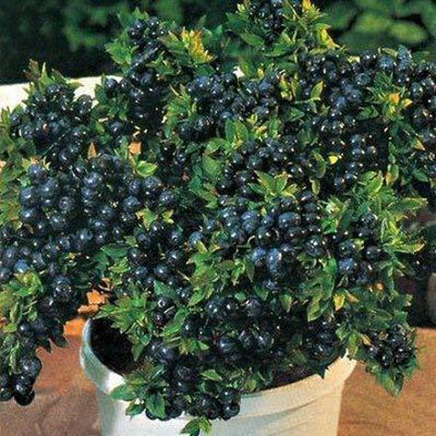 Cloud Farm Berry Plant(Hybrid, Pack of 1)
