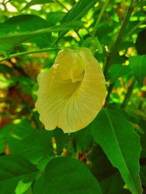 GreenyOn Aparajita/ Butterfly Pea Plant(Hybrid, Pack of 1)