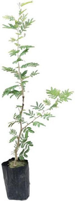 Bakuchi Shami/Jand Plant(Hybrid, Pack of 1)