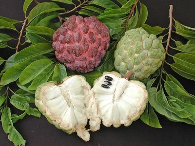 Bakuchi Custard Apple Plant(Hybrid, Pack of 1)