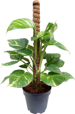 Zomoloco Money Plant(Hybrid, Pack of 1)