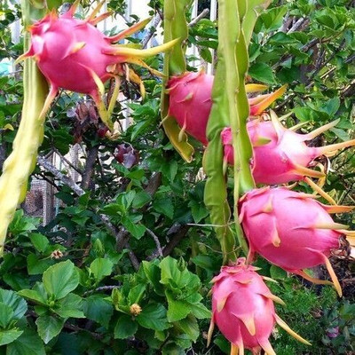 Yashiv Dragon Tree(Hybrid, Pack of 1)