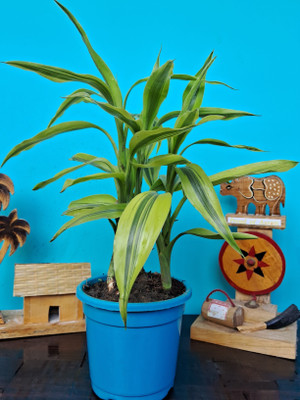 Bakuchi Dracaena Plant(Hybrid, Pack of 1)