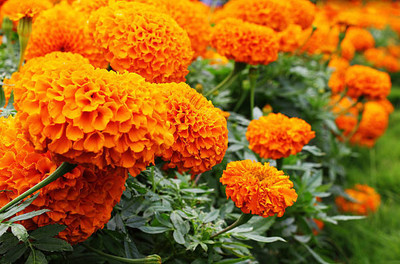 Greenco marigold/gende ka phool flower seeds Seed(50 per packet)