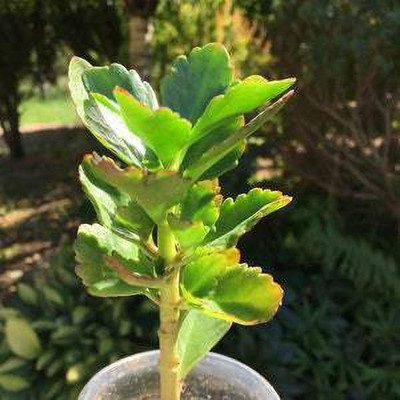 Agacha Bryophyllum Pinnatum/Patharchatta Plant(Hybrid, Pack of 1)