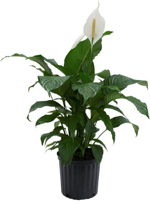 Bakuchi Peace Lily Plant(Hybrid, Pack of 1)