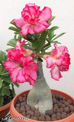 Bakuchi Adenium Plant(Hybrid, Pack of 1)