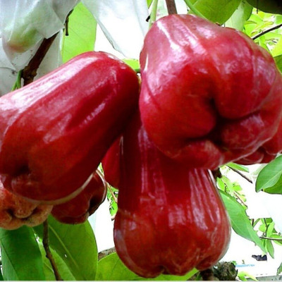 greenhousestore Java Plum Plant(Hybrid, Pack of 1)