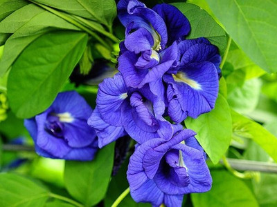 Bakuchi Aparajita/ Butterfly Pea Plant(Hybrid, Pack of 1)