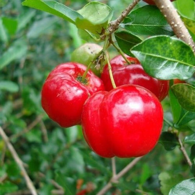 Bakuchi Cherry Fruit Plant(Hybrid, Pack of 1)