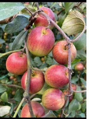 Bakuchi Ber Apple Plant(Hybrid, Pack of 1)