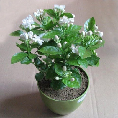 FasanGreen Jasmine Plant(Hybrid, Pack of 1)