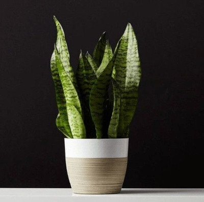 MAMONI TRADERS Snake Plant(Hybrid, Pack of 1)