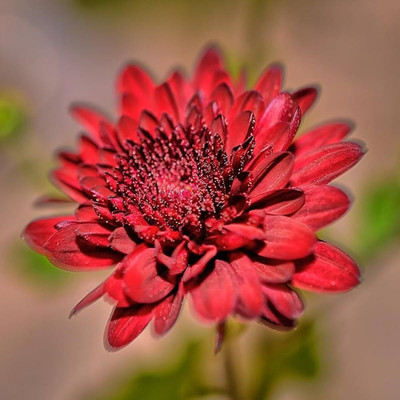 BDSresolve Chrysanthemum seed for home garden PACK OF 32 Seed(32 per packet)
