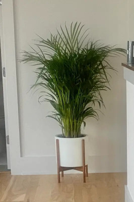 Bakuchi Areca Palm(Hybrid, Pack of 1)