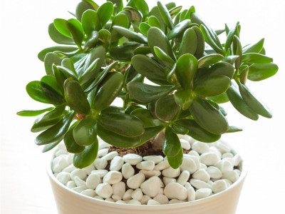 greenhousestore Jade Plant(Hybrid, Pack of 1)
